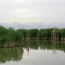 ʼ