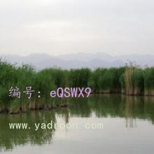 α