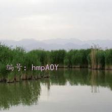 λ