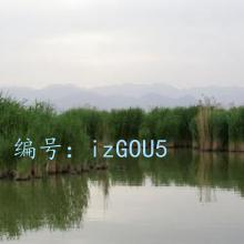 ϣ