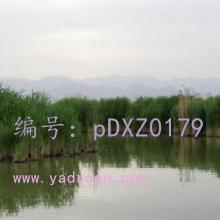 λ