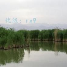 ʼ